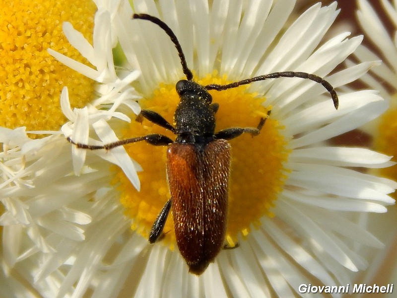 La vita in un fiore (Erigeron annuus)